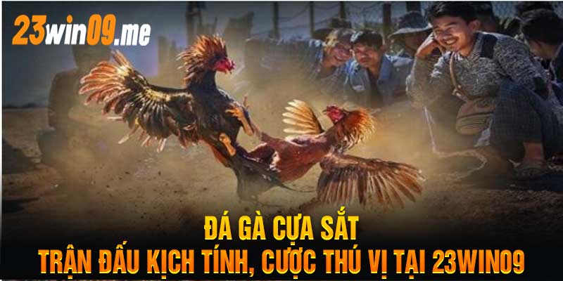 Đá Gà Cựa Sắt Trận Đấu Kịch Tính, Cược Thú Vị Tại 23win09