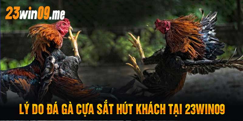 Lý Do Đá Gà Cựa Sắt Hút Khách Tại 23win09
