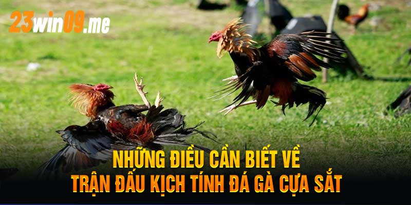 Những Điều Cần Biết Về Trận Đấu Kịch Tính Đá Gà Cựa Sắt